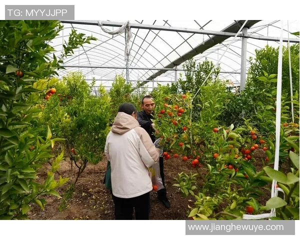 果园采摘之旅：体验丰收季节的自然魅力与农田乐趣